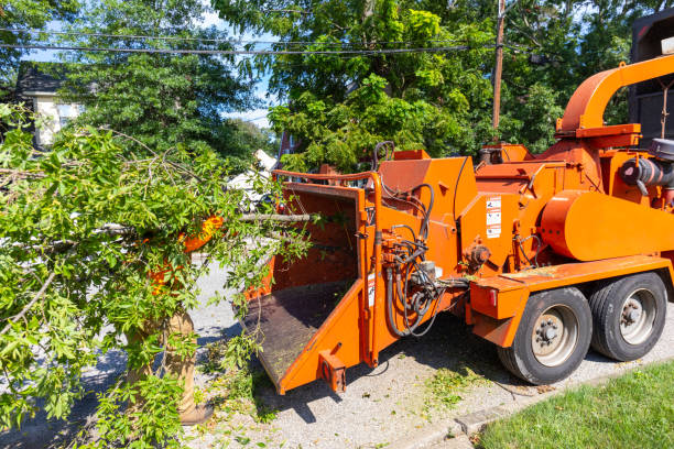 Best Emergency Storm Tree Removal  in Haymarket, VA